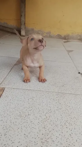 Vendo filhote Pit monster