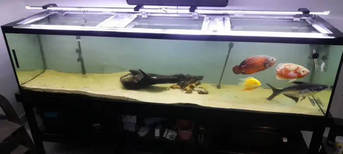 Vendo aquário completo de 500 litros