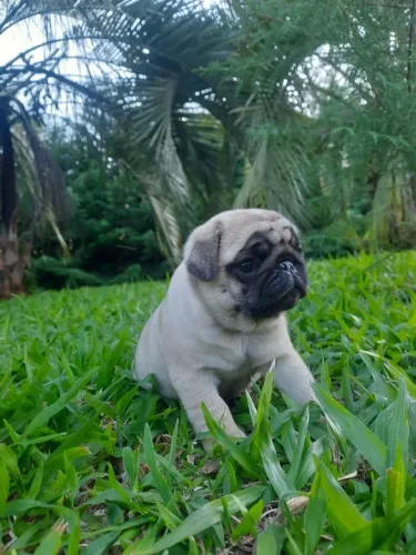 filhote de pug fêmea 