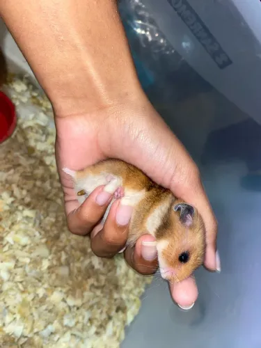 Doação de hamster Sirio