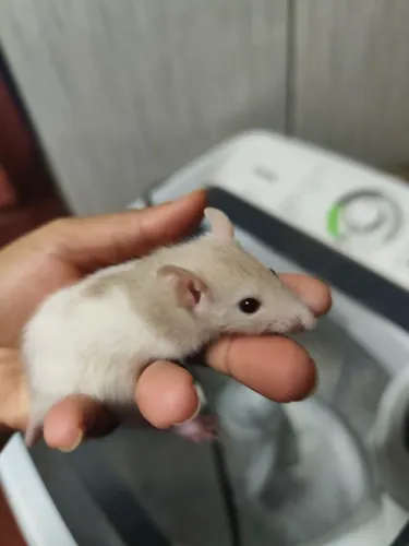 Ratos Twister