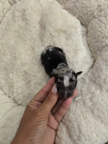Pinscher zero mofadinnho