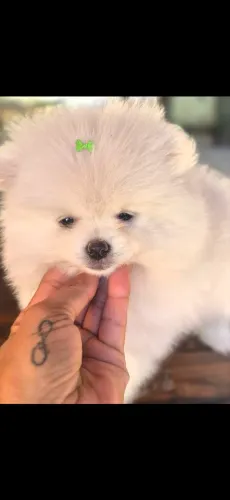 Lulu