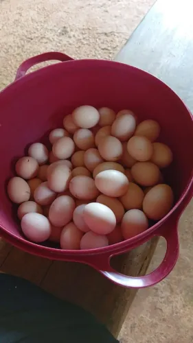 Ovos caipiras pra consumo