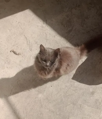 Doação. Gata castrada. Ela foi abandonada pela minha ex vizinha.