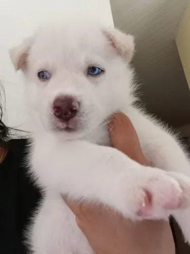 Vendo filhotes de hunsk siberiano 