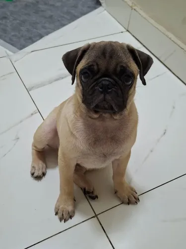 Filhote de Pug