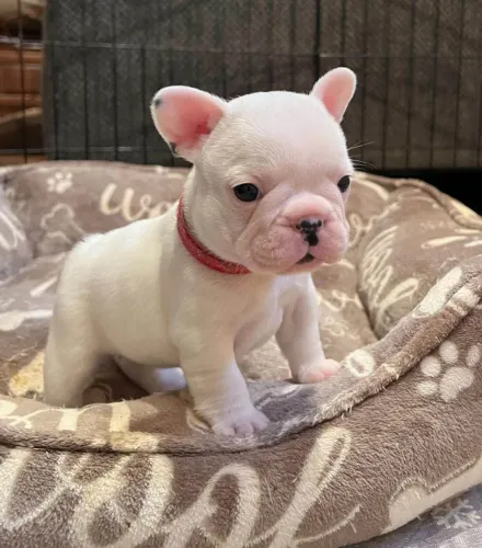 Bulldog francês maravilhosa