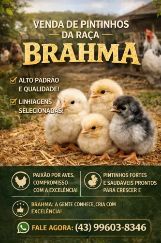 Pintinhos da raça galinha Brahma 