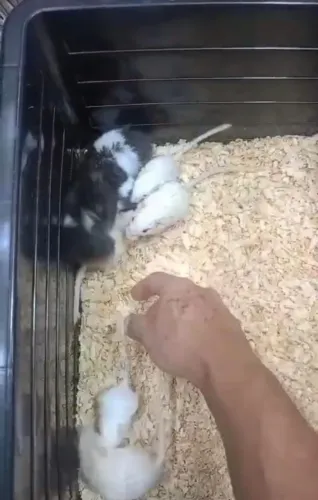 Hamster Sirio e esquilo da Mongólia.