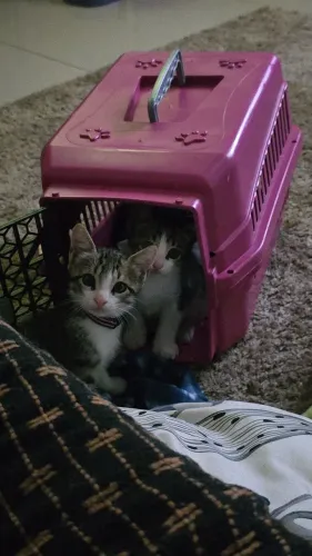 Casa de gatos + Caixa de areia 
