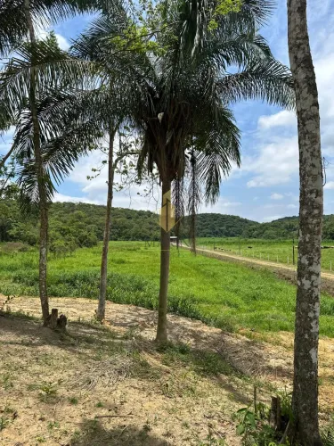 Sítio com mata nativa e nascente de água em Luiz Alves/SC