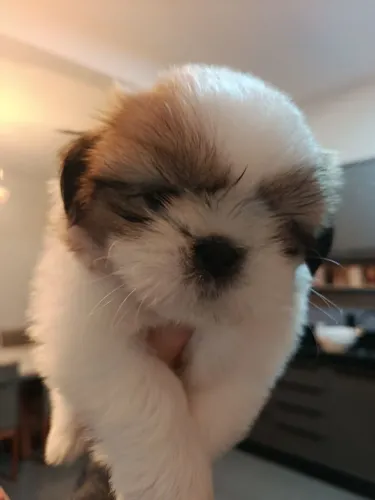 Vendo Shitzu fêmea 3 meses