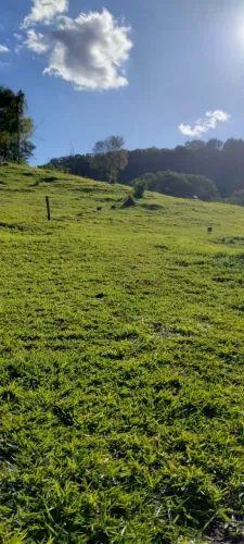 Sítio de 4,45 alqueires em Tamarana, com casa ampla, pasto, mangueira nova, boa de água.