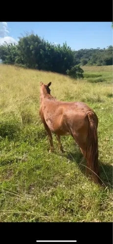 Égua