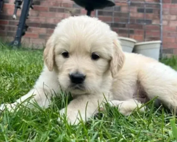 Golden Retriever Filhotes Super Diferenciados.