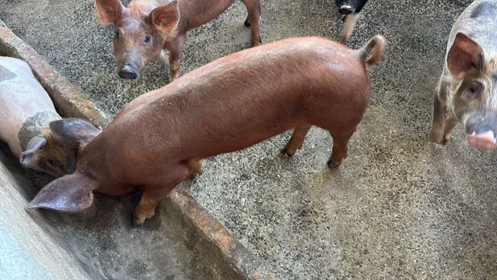 Leitoa Duroc x Pietra