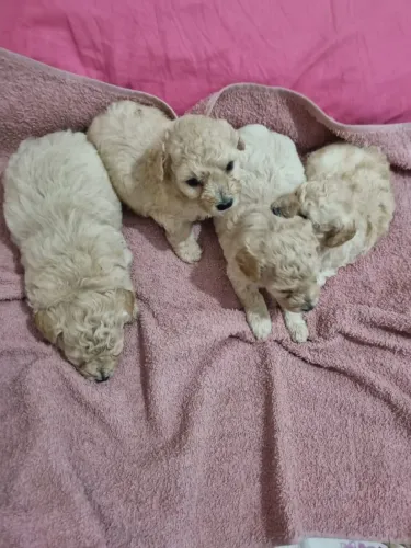 Poodle Champanhe com pureza racial