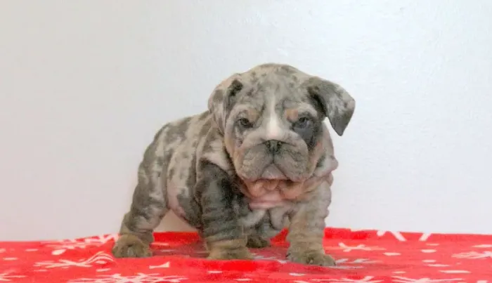 Bulldog Inglês,Bulldog Inglês Filhote Vacinado e Vermifugado