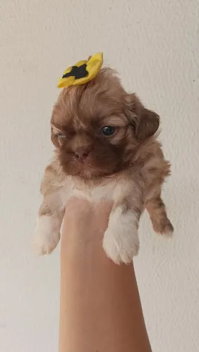 Vendo linda filhote de Shitzu fêmea..