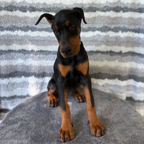 Doberman: Filhotes à pronta entrega