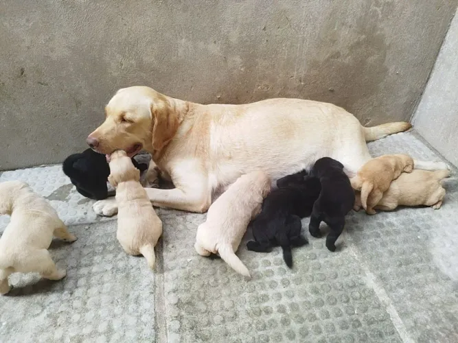 FILHOTES DE LABRADOR
