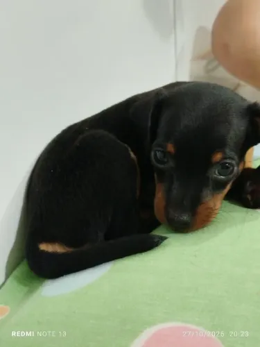 Vende-se cachorro 