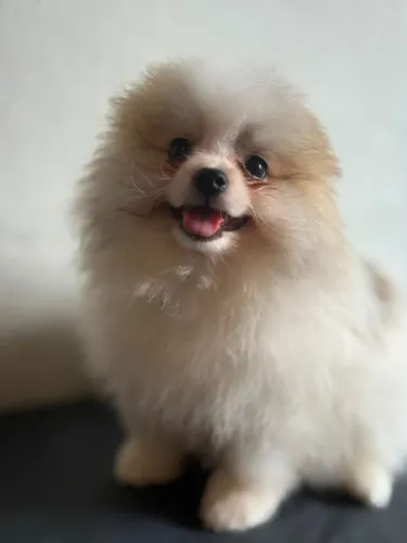 Spitz alemão anão (macho)com Pedigree
