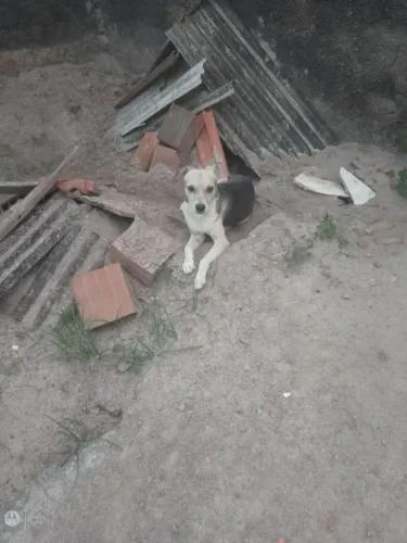 Cachorro excelente 