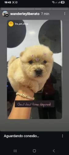 Chow chow