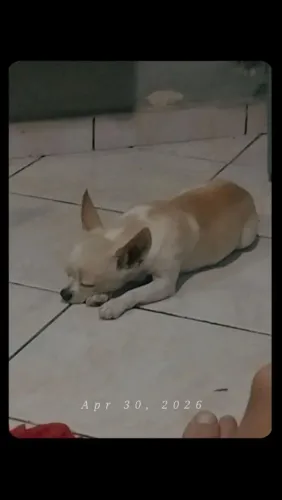 Chiuaua para cruzar