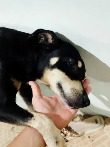Cachorro SDR