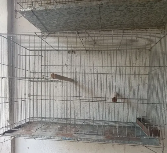 Gaiola de reprodução 