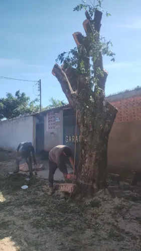Podas de Árvores e limpeza de Terreno 