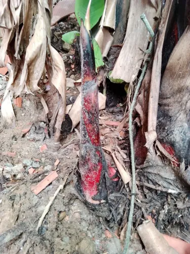 Mudas de banana roxa 
