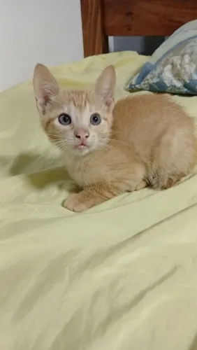 2 gatinhos, macho e fêmea para adoção 