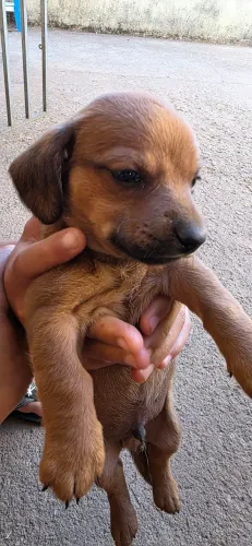 Cachorro salsicha