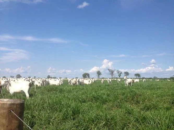 420 alqueires Fazenda em Tailandia por 150 mil o alqueire toda pronta e documentada