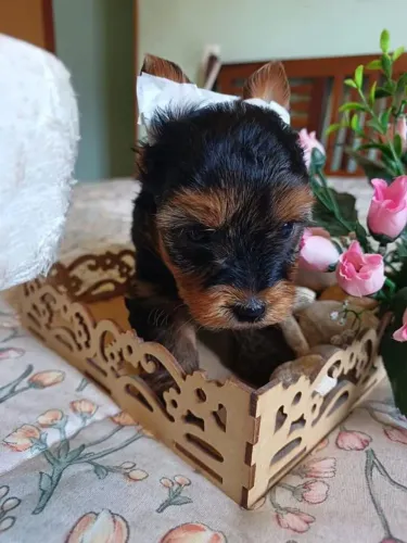 Filhote Yorkshire Terrier, Pequenos anjos de quatro patas esperando por um lar!