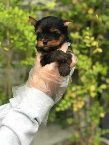 Yorkshire Terrir Micro e padrão a pronta entrega