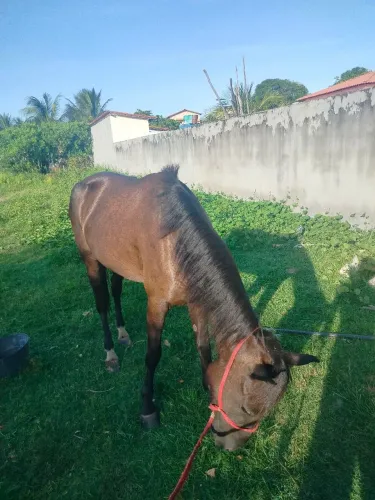 Égua quente, alta, possui rojão e tem 4 anos