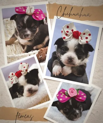 Chihuahuas fêmeas 