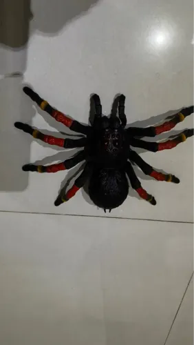 Aranha Gigante