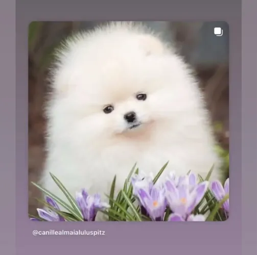 Linhagem importada Spitz Alemão / A melhor do mundo / Lulu da Pomerania 