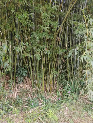 Bambu Doação