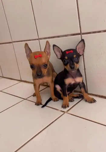 Pinscher Preto e Canela - Esperto, Ligeiro e Cheio de Personalidade!