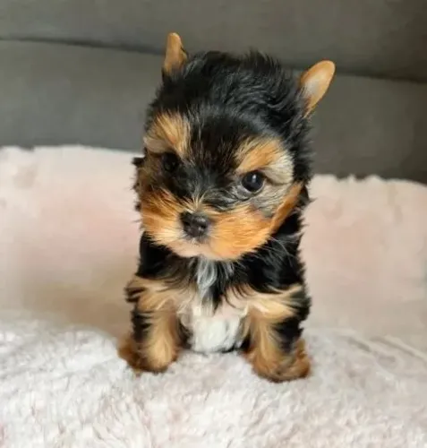 Yorkshire Miniatura Macho Filhote Pequeno e Muito Fofo