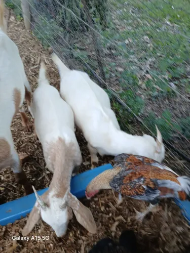 Vendo cabras e Ovelha 