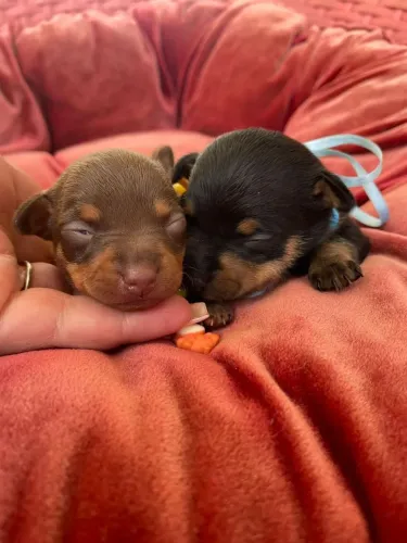 Filhotes de pinscher miniatura cor chocolate e cor preto e canela 