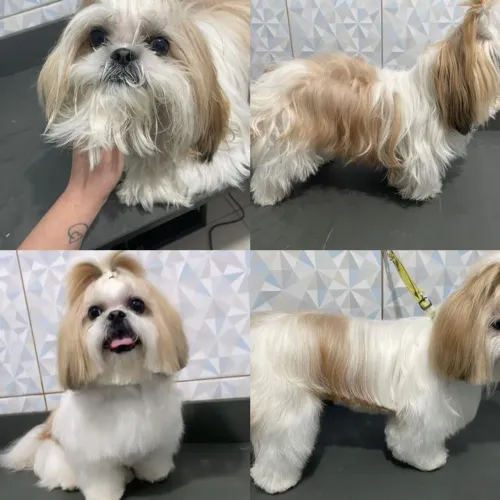 Cachorro Shitzu de Raça para adoção